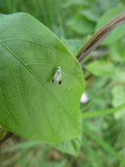 Tephritidae