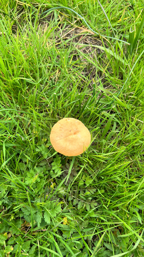 iNaturalist observation photo of Common Fieldcap