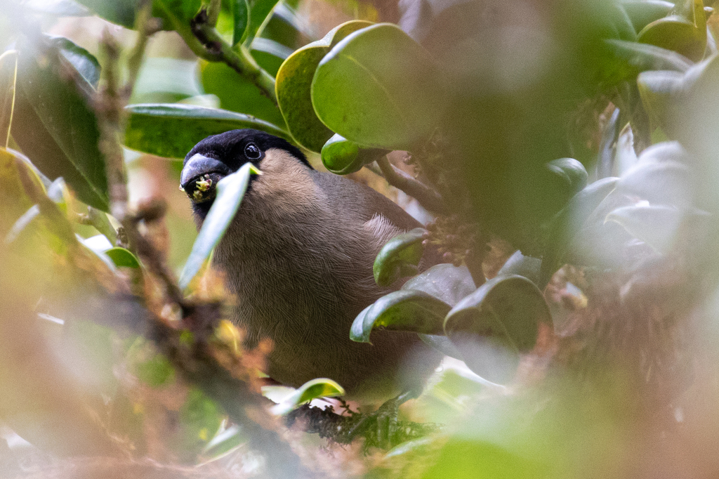Azores Bullfinch In April 2026 By James Hyde INaturalist Azores Bullfinch In April 2026 By James Hyde INaturalist