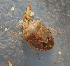 Hymenarcys nervosa