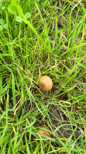 iNaturalist observation photo of Conecaps
