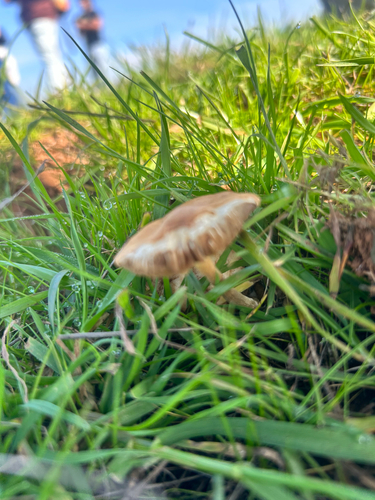 iNaturalist observation photo of Common Gilled Mushrooms and Allies