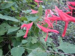 Salvia carranzae