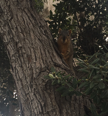Sciurus niger