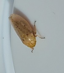 Negosiana dualis