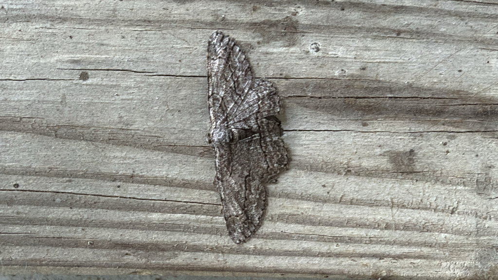 North American Common Gray from SR-264, Ferdinand, IN, US on April 15 ...