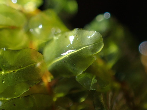 Plagiomnium rhynchophorum observed 2026-03-28