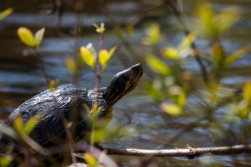 Trachemys scripta scripta