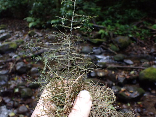 Bryopteris observed 2026-03-28