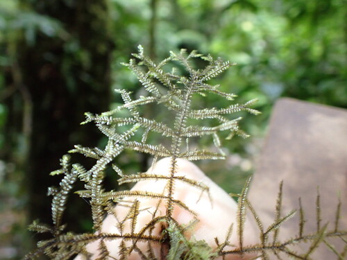 Bryopteris observed 2026-03-28