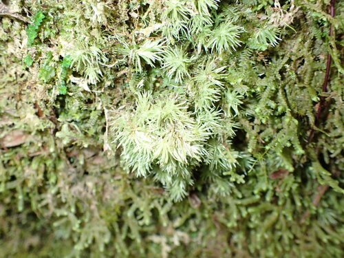Leucobryum antillarum observed 2026-03-28