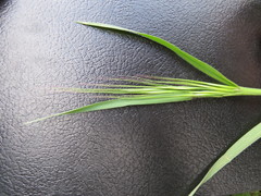 Bromus sterilis