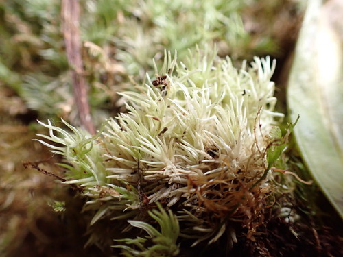Leucobryum antillarum observed 2026-03-28