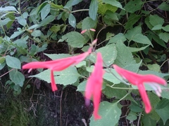 Salvia carranzae