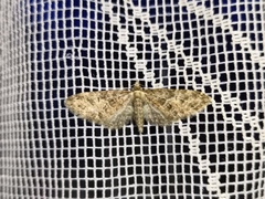 Eupithecia abbreviata