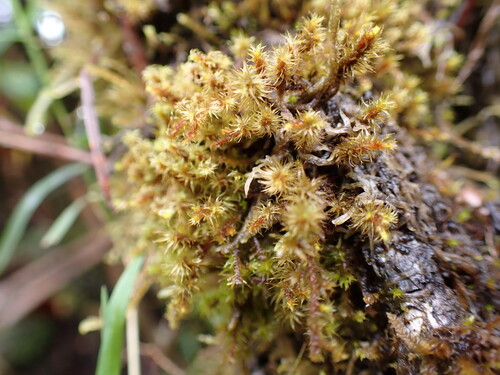 Macromitrium cirrosum observed 2026-03-28