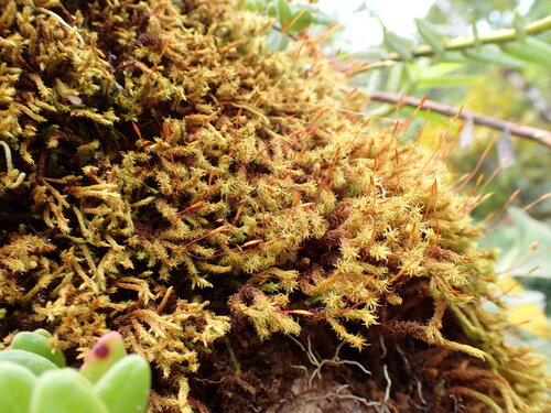 Macromitrium cirrosum observed 2026-03-28