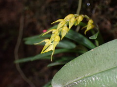 Specklinia costaricensis, photograph author not stated, no rights reserved