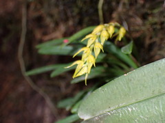 Specklinia costaricensis