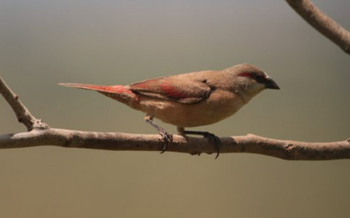 iNaturalist image