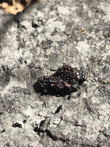 Cacomixtle norteño observed by art_uroblake