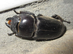 Serrognathus titanus castanicolor