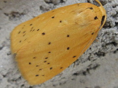 Stigmatophora flava leacrita