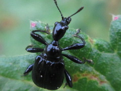 Compsapoderus erythropterus