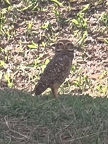Burrowing Owl