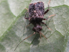 Charagochilus angusticollis