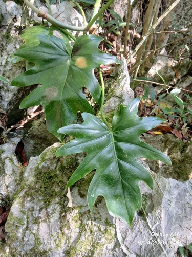 Philodendron lacerum, photograph 1