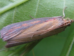 Oncocera semirubella