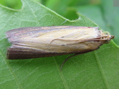 Oncocera semirubella