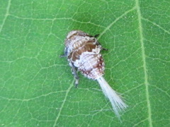 Dentatissus damnosus