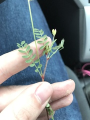 Astragalus lindheimeri