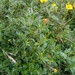 Heterosperma diversifolium - Photo (c) Alfredo F. Fuentes Claros, algunos derechos reservados (CC BY-NC), subido por Alfredo F. Fuentes Claros