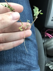 Astragalus lindheimeri