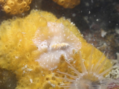 Pseudoceros canadensis