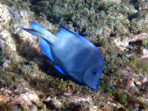 Acanthurus coeruleus