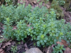 Peperomia berlandieri