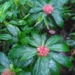 Lobelia conglobata
