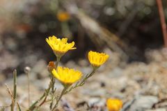 Anacyclus radiatus