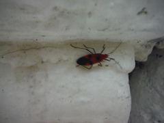 Dysdercus jamaicensis