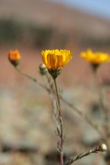 Anacyclus radiatus