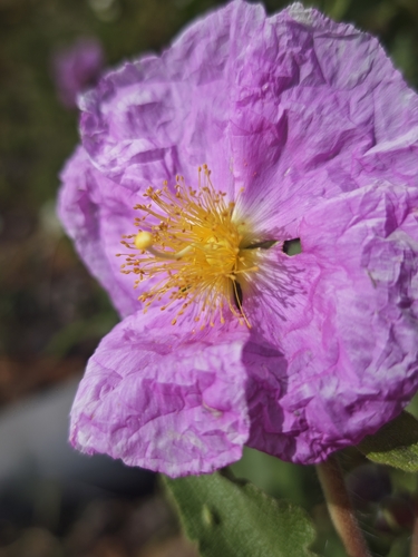 Cistus symphytifolius, photograph 5