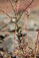 Anacyclus radiatus