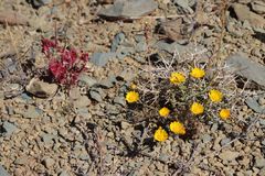 Anacyclus radiatus