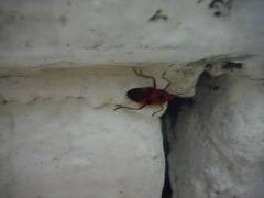 Dysdercus jamaicensis