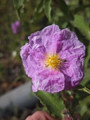 Cistus symphytifolius, photograph author not stated, no rights reserved