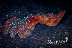 Callistoctopus luteus